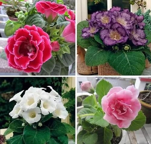 Mixed Bonsai Cyclamen Flower Seeds