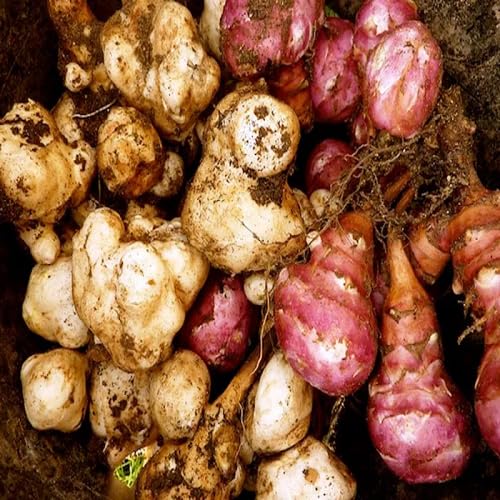 Mixed Helianthus Tuberosus vegetable seeds - Heirloom, Organic, Non Gmo Garden Seeds for kitchen garden planting