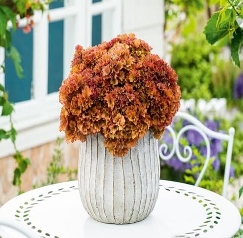 Orange Heuchera fruit seeds for organic garden planting