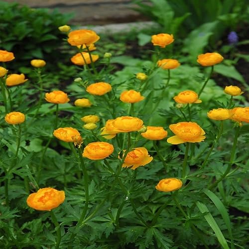 Orange Trollius Flower Seeds