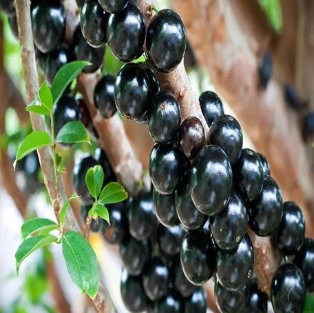 Black Jabuticaba Fruit Seeds organic garden seeds