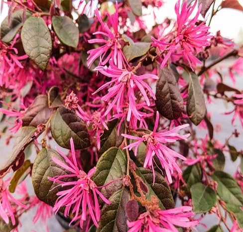 Loropetalum Flower Seeds