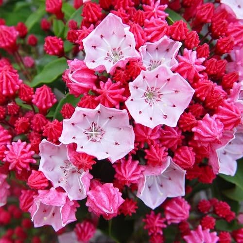 Red Kalmia Latifolia Flower Seeds