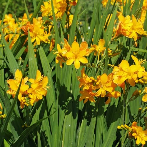 Yellow crocosmia Flower Seeds