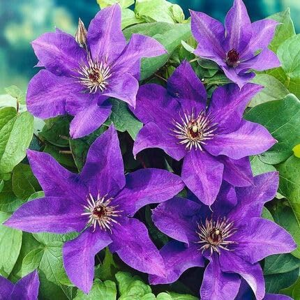 Purple Clematis Flower Seeds