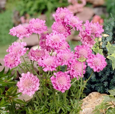 Pink Scabious Flower Seeds