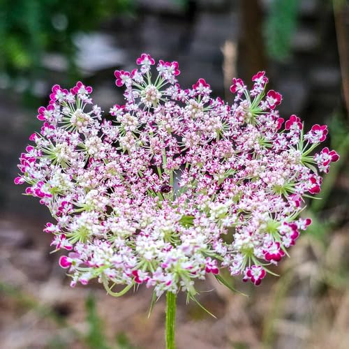 Pink White Daucus Flower Seeds