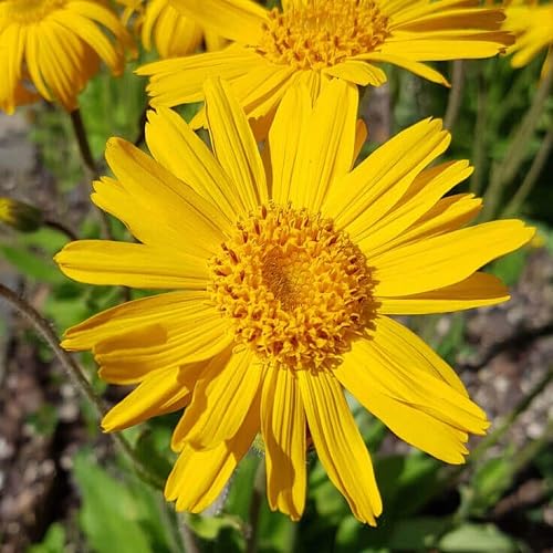 Yellow Daisy Flower Seeds