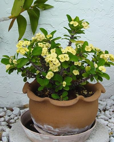 yellow crown thorns flower