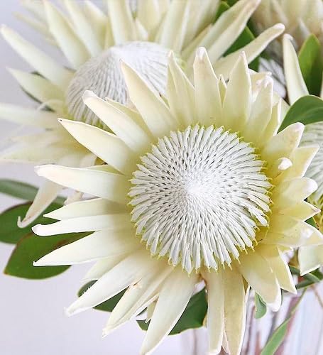 White Protea Flower Seeds