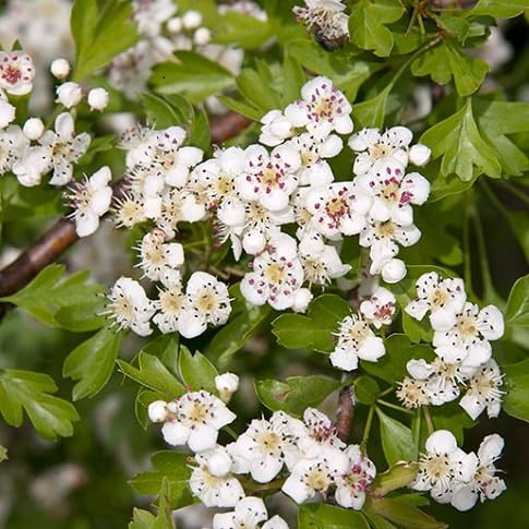 Hawthorn Flower Seeds