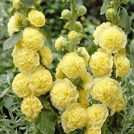 Yellow Double Hollyhock Flower Seeds