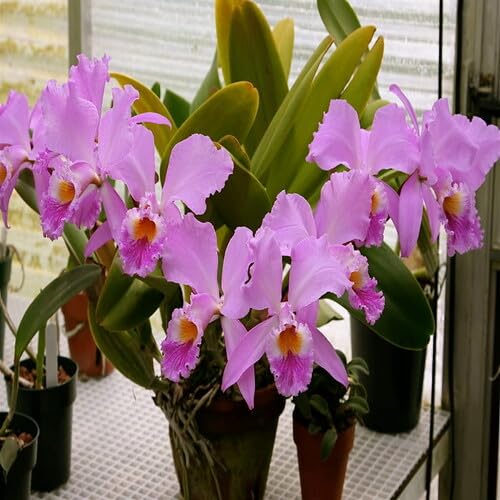 Pink Cattleya Flower Seeds