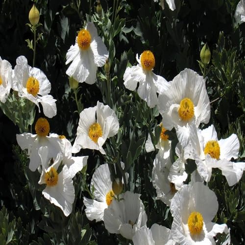 White Coulteri Flower Seeds