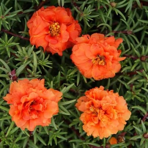 Moss Rose Flower Seeds