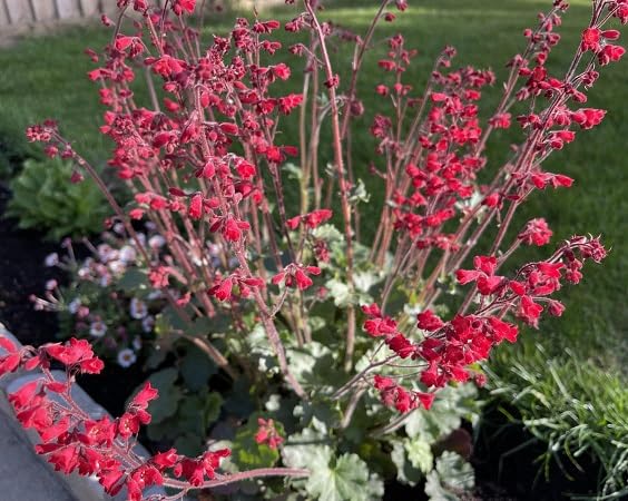 Red Heuchera Flower Seeds