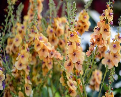 orange verbascum flower seeds