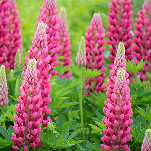 pink lupine flower seeds