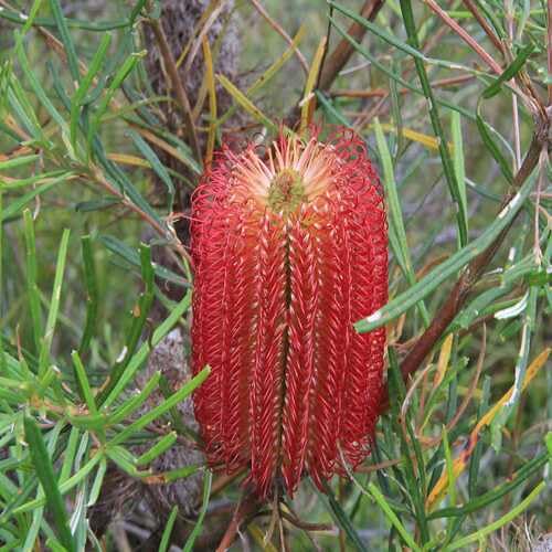 Red Banksia Flower Seeds