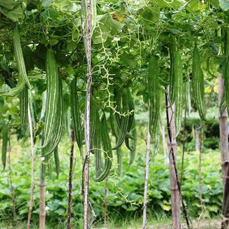 Green Trichosanthes Cucumerina vegetable seeds - Heirloom, Organic, Non Gmo Garden Seeds for kitchen garden planting