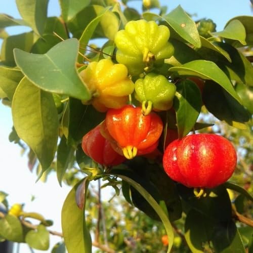 Red Surinam Cherry Fruit Seeds Nutrient Rich Harvest Selection for Patio and Balcony Gardens