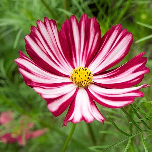 Red White Cosmos Flower Seeds