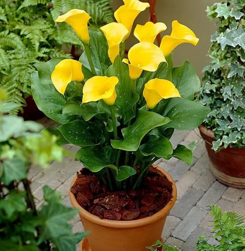 Yellow Aethiopica Calla Lilly Flower Seeds