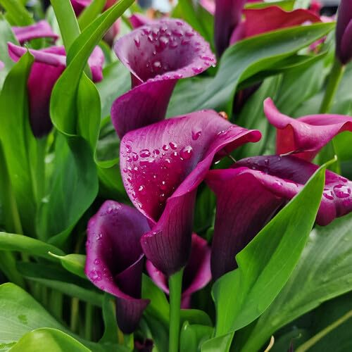 Purple Zantedeschia Flower Seeds