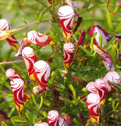 Red Oxalis versicolor Flower Seeds