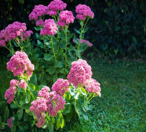 Pink Telephium Flower Seeds