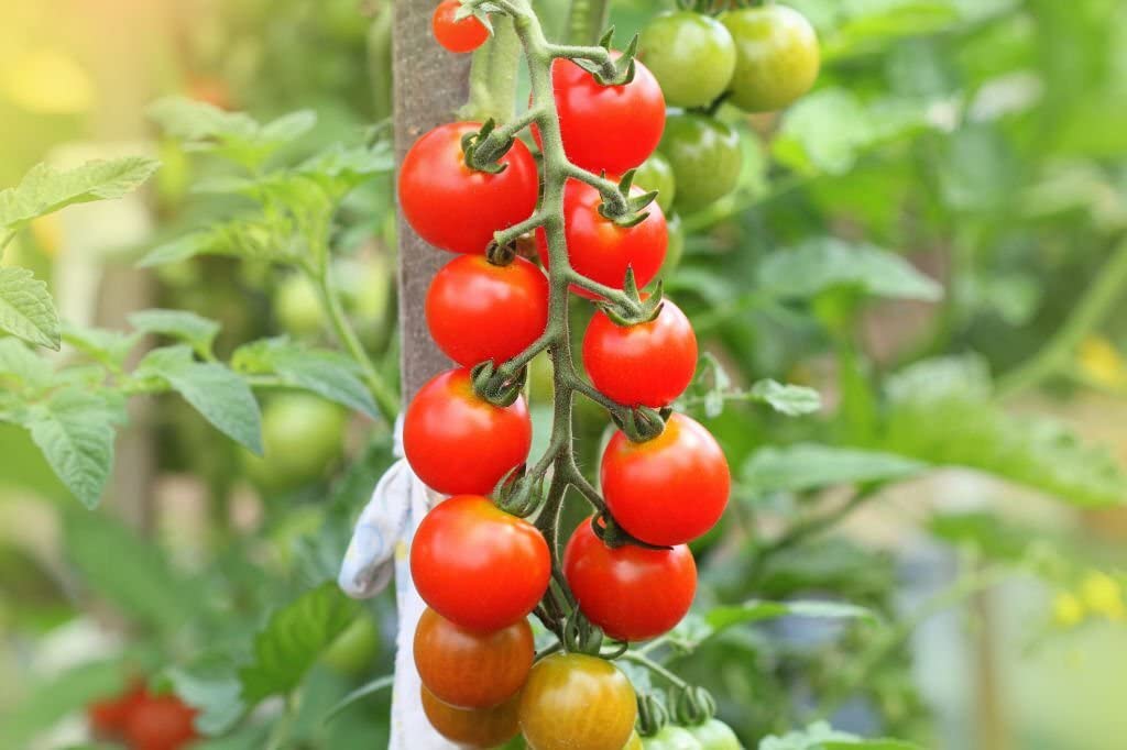 cherry tomato solanum lycopersicum vegetable patch Fruit