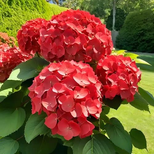 Red Macrophylla Flower Seeds