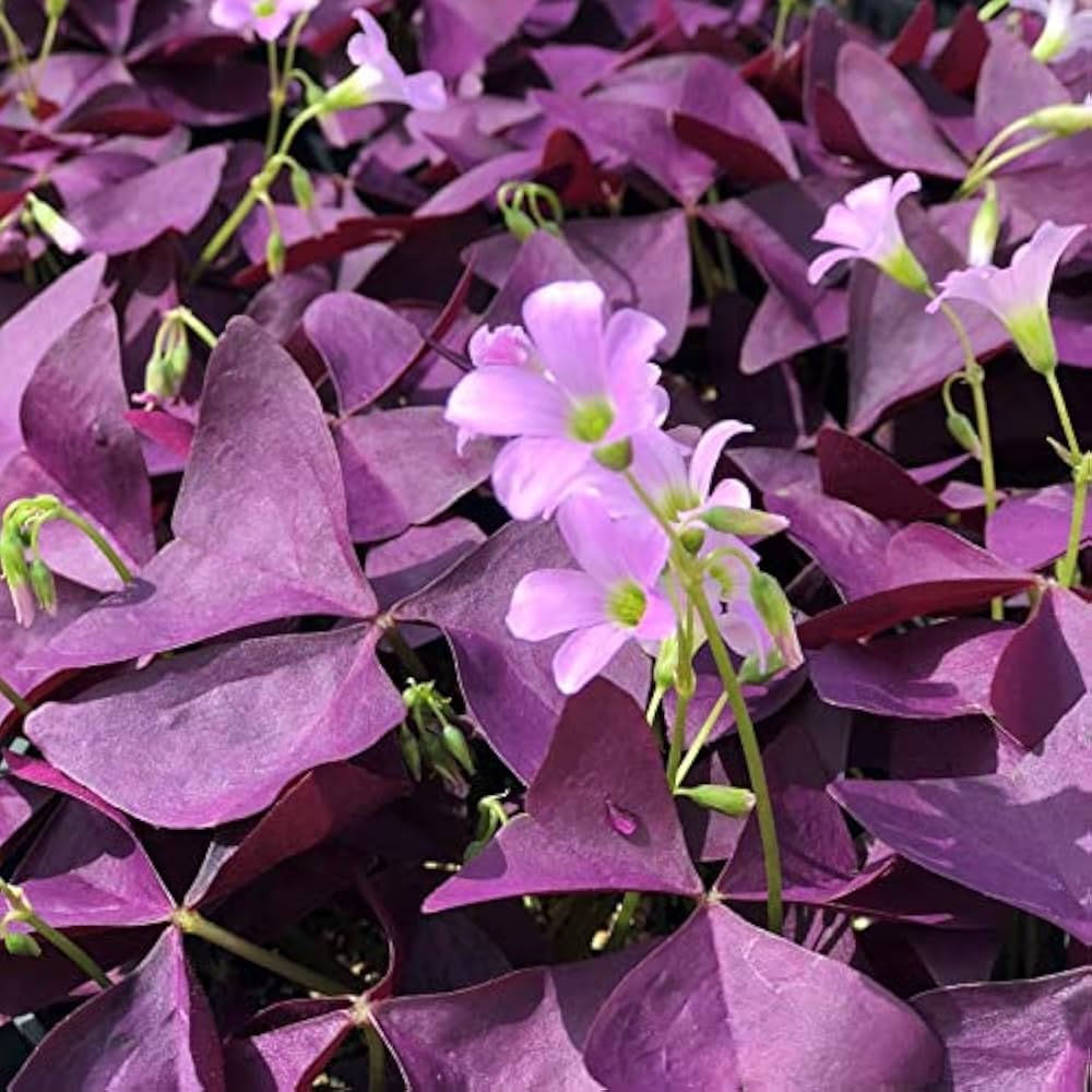 Oxalis Multi Color Flower