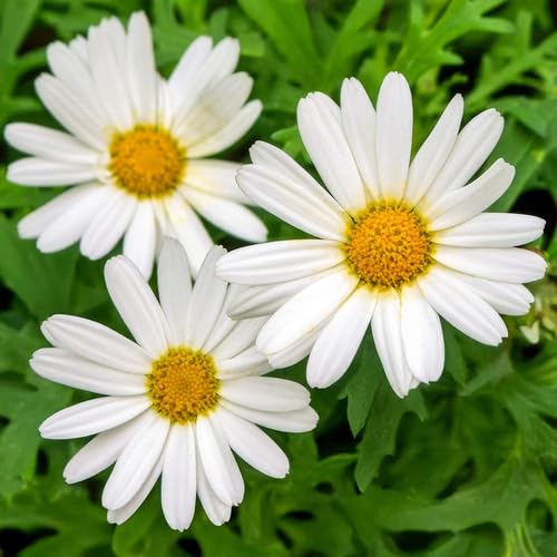 White Argyranthemum Flower Seeds