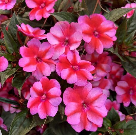 Red Pink Impatiens Flower Seeds
