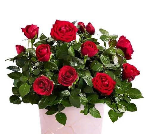 Red Miniature Rose Flower Seeds