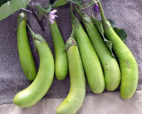 Eggplant vegetable seeds Green vegetable seeds for Home Gardening, Heirloom, Non-GMO, High for kitchen garden planting