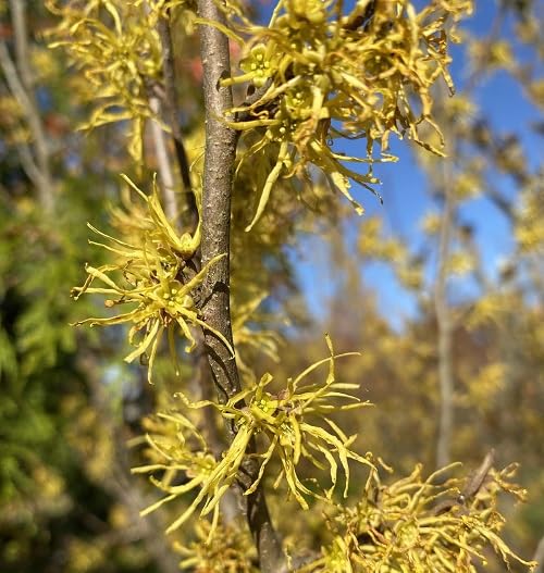 Yellow Hazel Flower Seeds