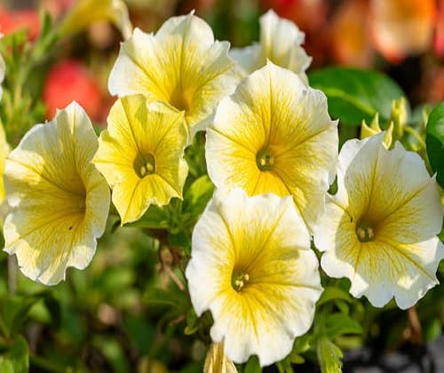 yellow petunia flowers seeds