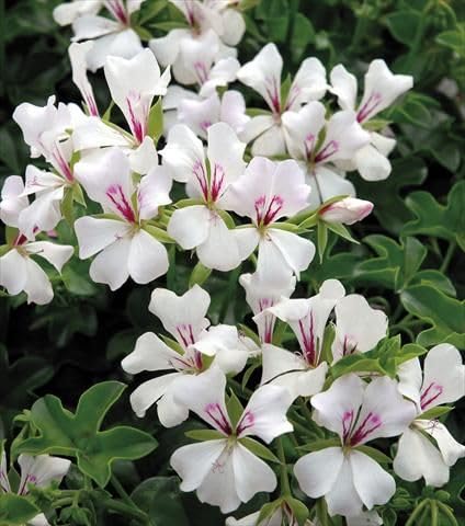 Geranium Seeds