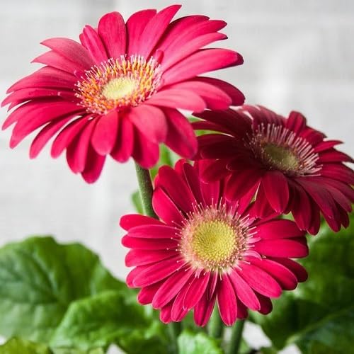 Pink Gerbera Flowers Seeds