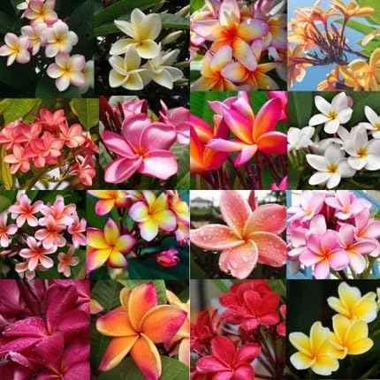 Mixed Plumeria Flower Seeds