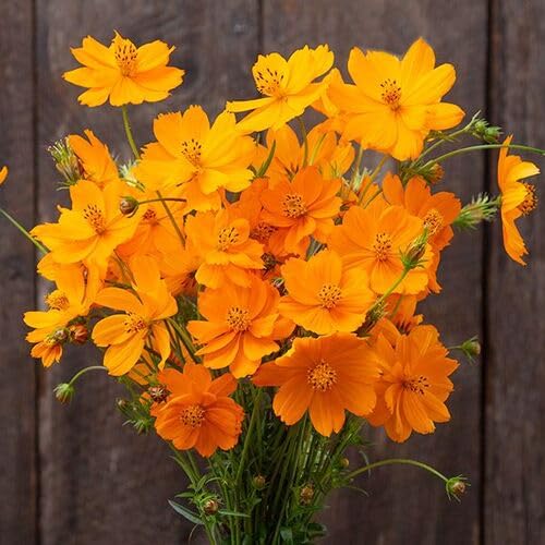 Orange Cosmo Flower Seeds