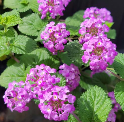 Purple Lantana Flower Seeds