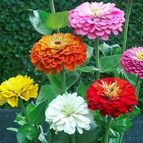 Mixed Calendula Flower Seeds