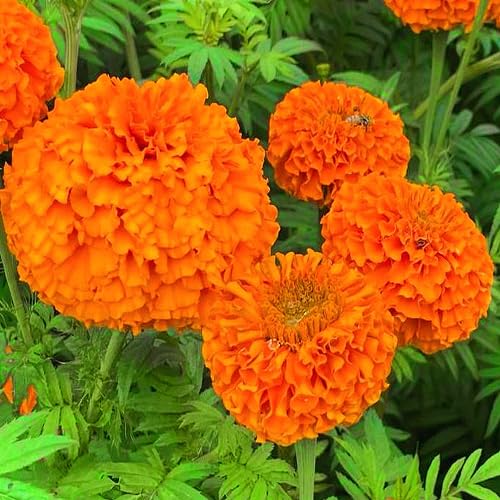 Marigold Flower Seeds