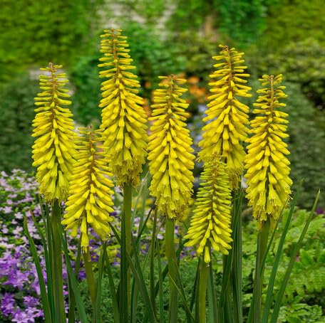 Yellow Kniphia Flower Seeds