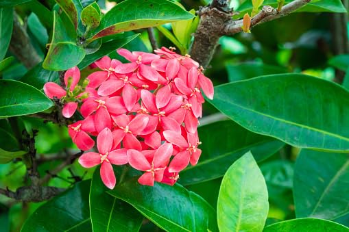 Pink Jasmine Flower Seeds