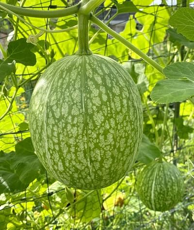 Chilacayote vegetable seeds Green vegetable seeds for Home Gardening, Natural Home Farming Choice for kitchen garden planting