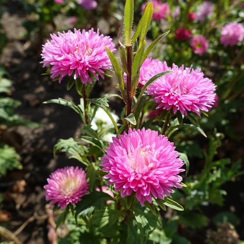Pink Aster Flower Seeds